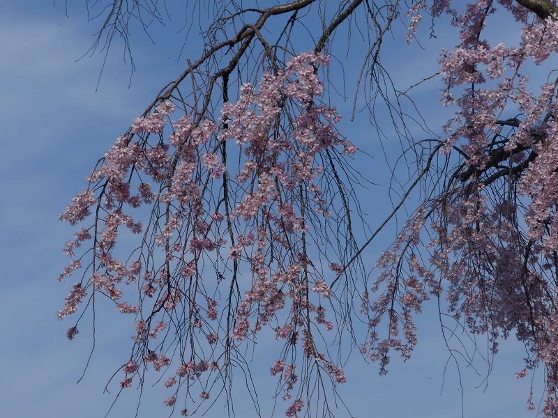 サクラ ベニシダレザクラ（紅枝垂桜） - HAYASHI-NO-KO