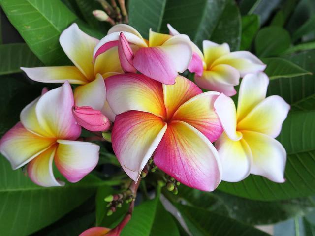 プルメリア 花咲き通し鉢植え