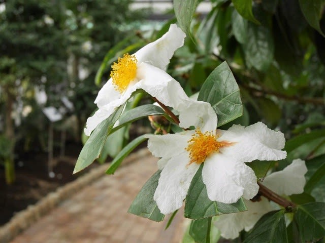 原種ツバキの観賞2 - うっTと植物たち。