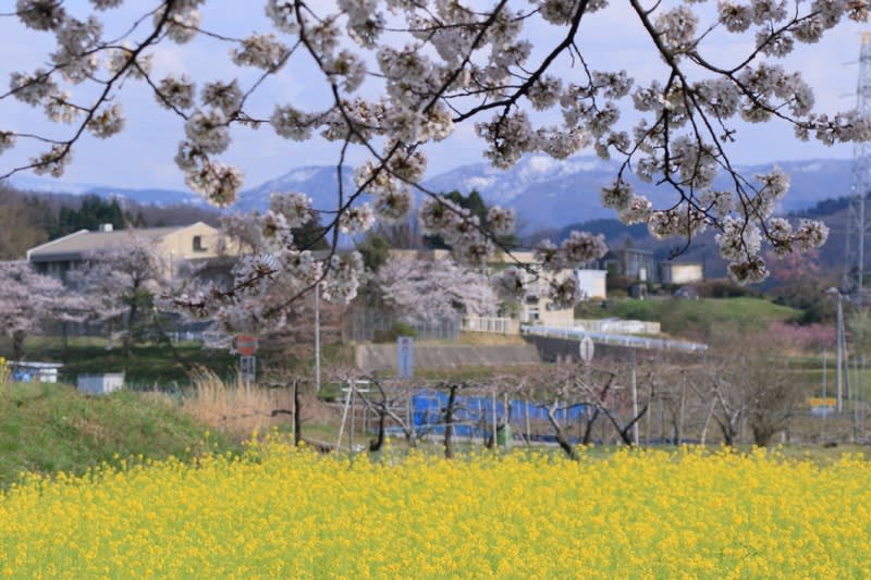 ○菜の花畑と桜並木 - ・金沢から発信のブログ 風景と花と鳥など ○菜の花畑と桜並木 - ・金沢から発信のブログ 風景と花と鳥など