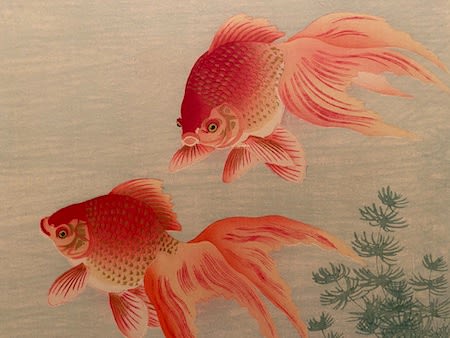 小原古邨「睡蓮に二匹の金魚」本物木版画 小原 古邨 二匹の金魚】選べるサイズとフレーム アートポスター