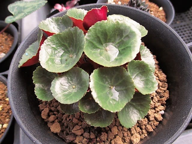 Crassula umbella 'Wine Cup'の成長 - My favorite