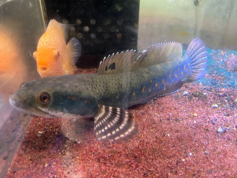 チャンナ プルクラ約20cm 熱帯魚店モンスターアクアリウム 川口店
