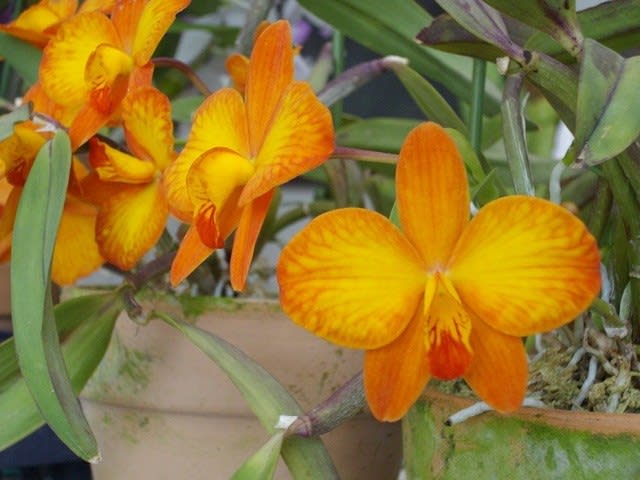 オレンジ色のカトレア - 蘭すきです 開花記録・・・暮らしノート