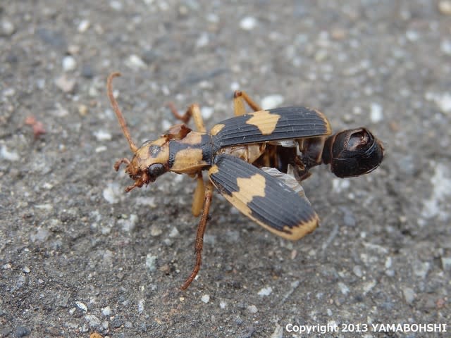 デカい！異様な大きさのパイザラゴミムシ （ミイデラゴミムシ