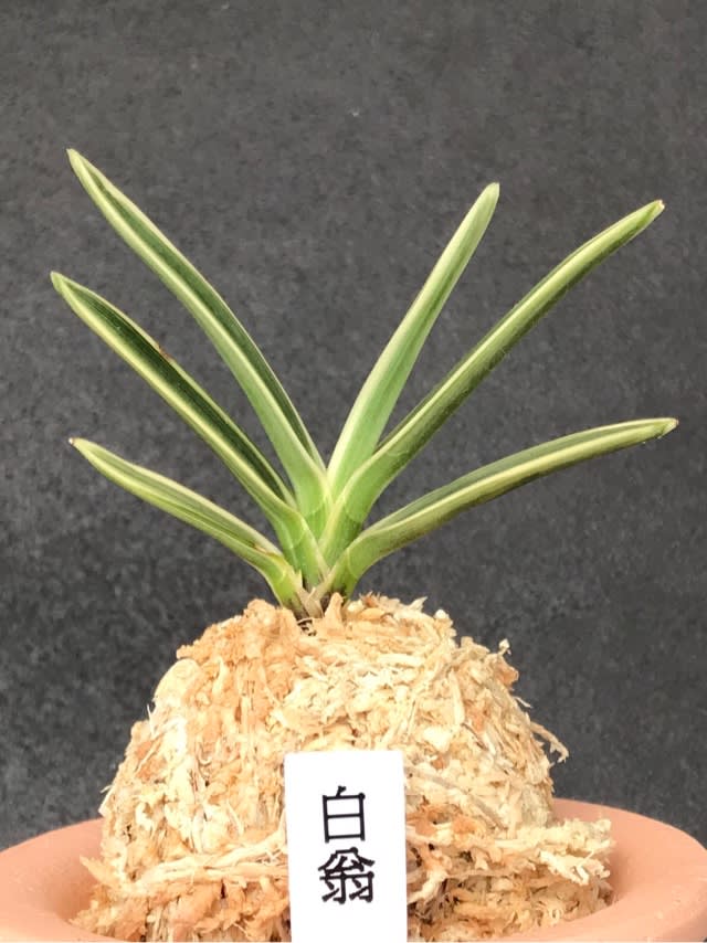 白翁 - 奥深い富貴蘭