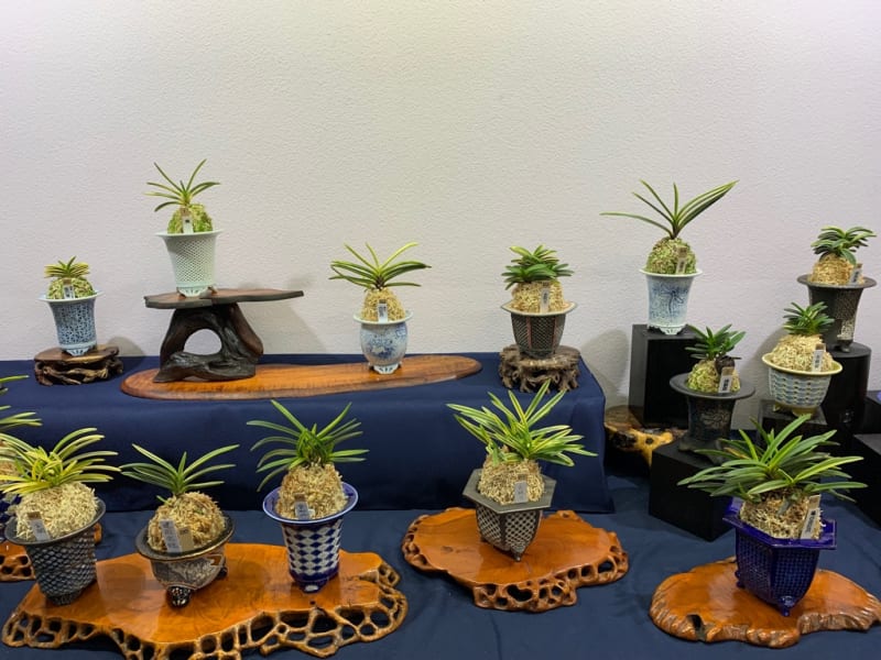 富貴蘭 羆錦|鉢植え 富貴蘭 羆錦|鉢植え