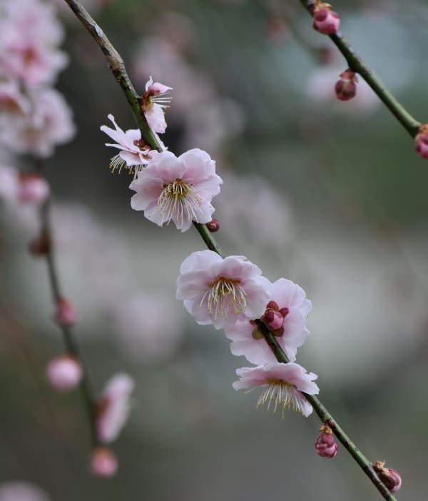 慎ましいしだれ梅 薄紅千鳥 - 花の公園・俳句 ing