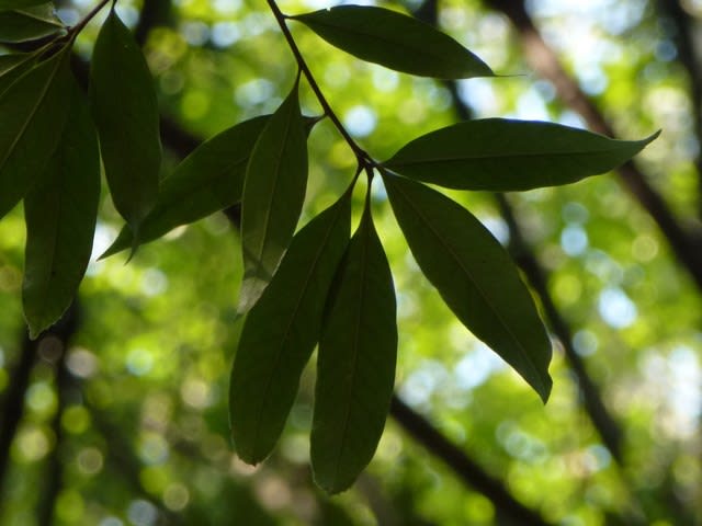 日本の常緑広葉樹シリーズ その3（最終） - なつみかんの木々を