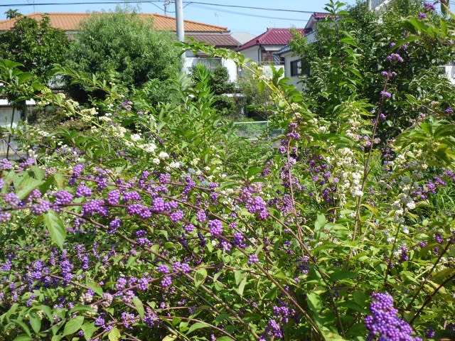 コムラサキ（小紫）」17 - 花熟里（けじゅくり）の静かな日々