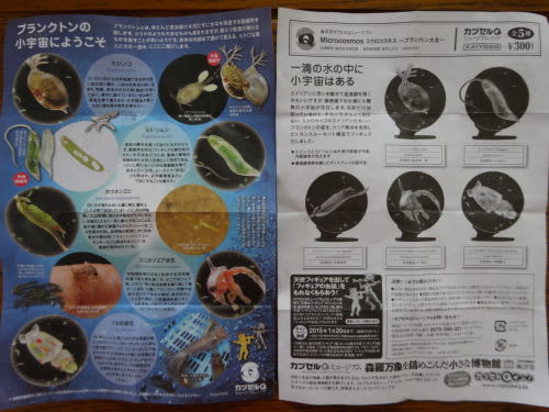 ミクロコスモス～プランクトン大全～ | 博物と古物の奇妙な雑貨