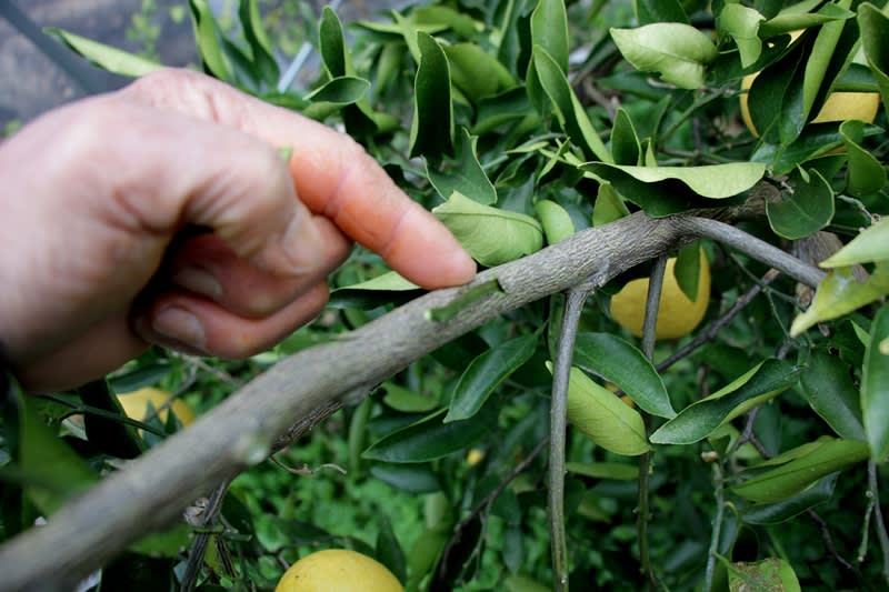 無消毒、アゲハの幼虫が大好きな  柑橘類の柔らかい ■春一番の新芽、枝付き12本