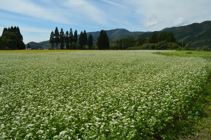 遂にたどり着けました・・・赤蕎麦の花 - こころの染織 遂にたどり着けました・・・赤蕎麦の花 - こころの染織