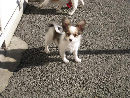 ハローキティ 子犬のお散歩 パピヨン（未開封❗️ハローキティ