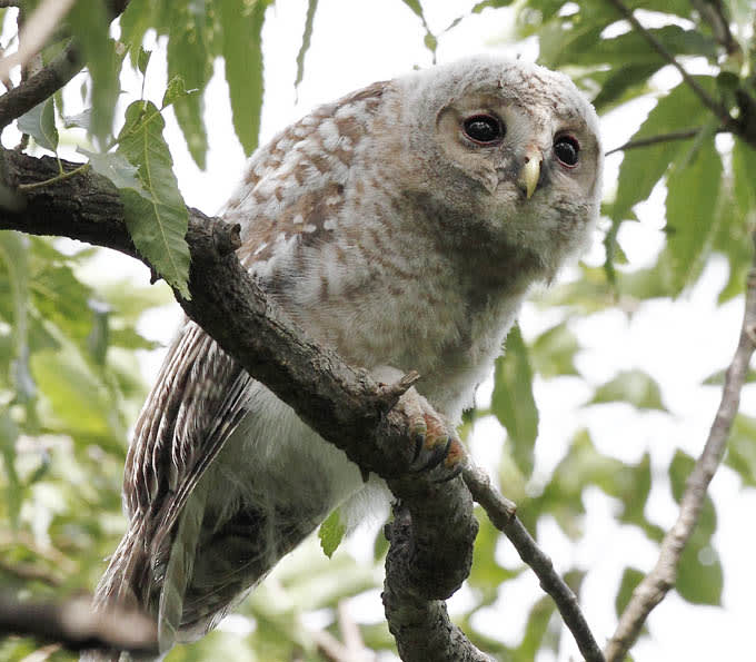 暗がりの中のはっくん🦉 はっくんの白はきれいね〜🌟光ってるわ