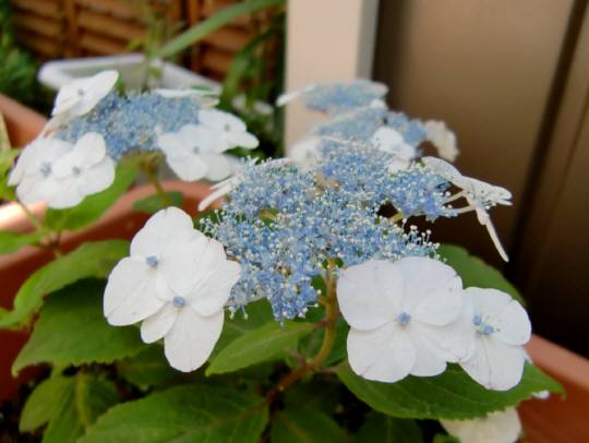 甘茶の花が咲く あの町この街あるこうよ