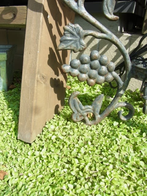 楽ちん香りのグランドカバー Olive Gardening過去ログ倉庫 楽ちん香りのグランドカバー Olive Gardening過去ログ倉庫
