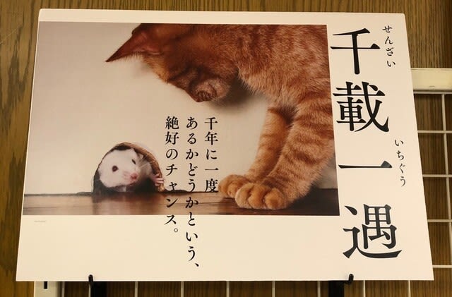 にゃんこ四字熟語辞典” に爆笑! - 青春タイムトラベル ~ 昭和の街角