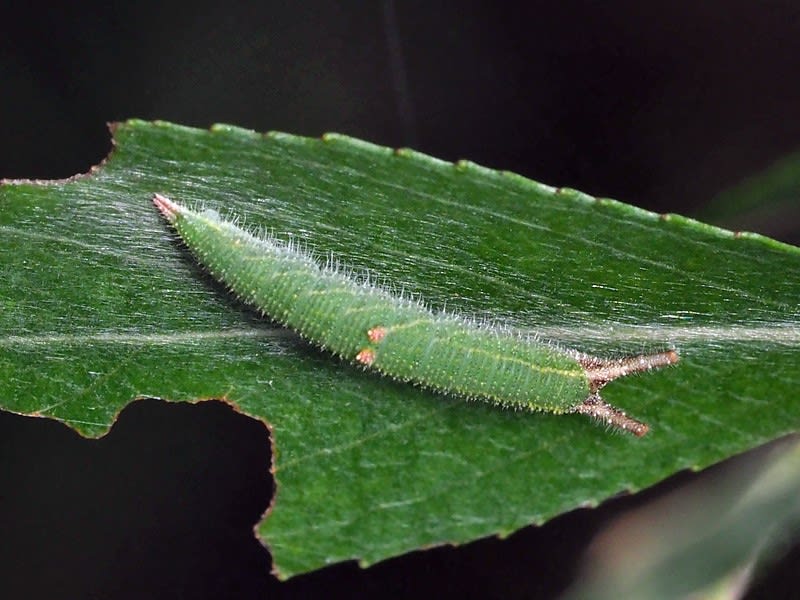 コムラサキ越冬前の幼虫 南大沢昆虫便り コムラサキ越冬前の幼虫 南大沢昆虫便り