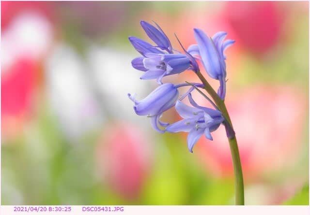 ツリガネズイセン 〈釣鐘水仙〉 - 散歩写真