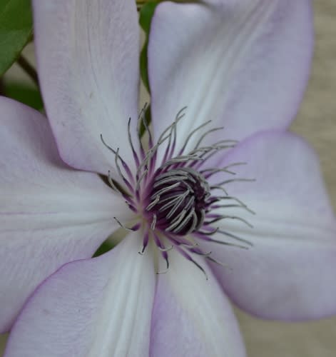 クレマチス フォンド メモリーズ のお話 スイートピー Haruの庭の花日記 Haru S Garden Diary クレマチス フォンド メモリーズ のお話 スイートピー Haruの庭の花日記 Haru S Garden Diary