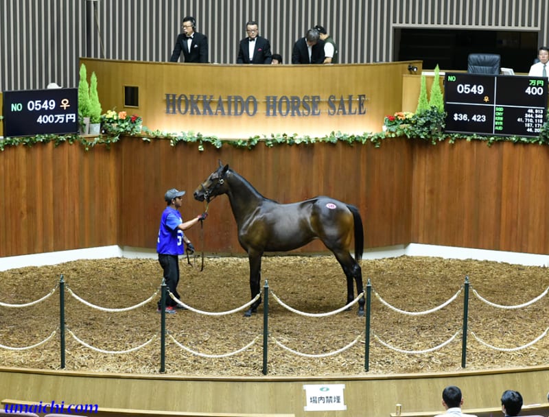 JRA競走に勝ったセール出身馬紹介(2021/8/21-22､ヨカヨカが