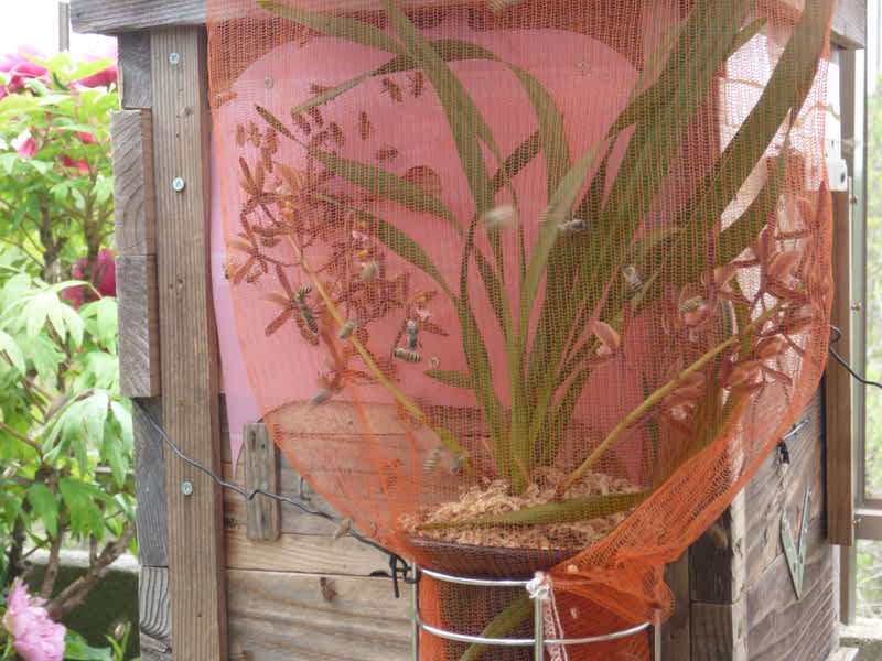 3日連続 分蜂 キンリョウヘンに来ました・・・・でも