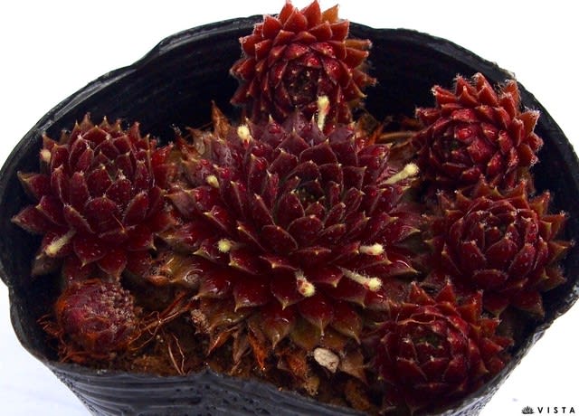 2019年春 センペルビウム新品種販売開始第5弾 - 多肉植物専門店 2019年春 センペルビウム新品種販売開始第5弾 - 多肉植物専門店