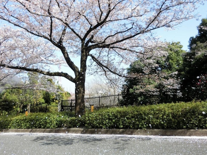 源内焼 その113 三彩唐草文輪花皿 - 夜噺骨董談義