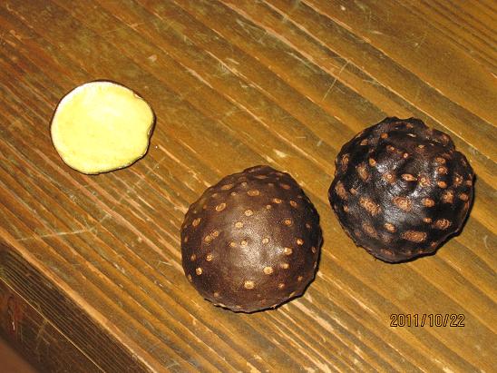 しび荘」の巨大むかご・・「宇宙いも」 - 湯めぐり四方山話 & 和の音