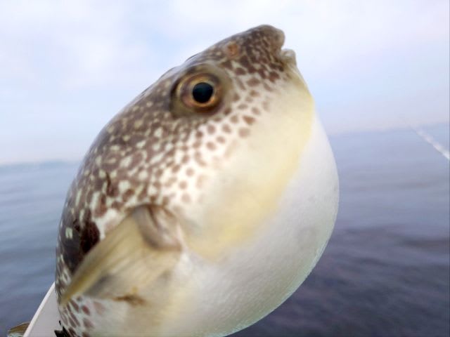 【60％OFF】 釣】待ちに待ったフグ釣りは手痛いスタート (2024/04/26 人形
