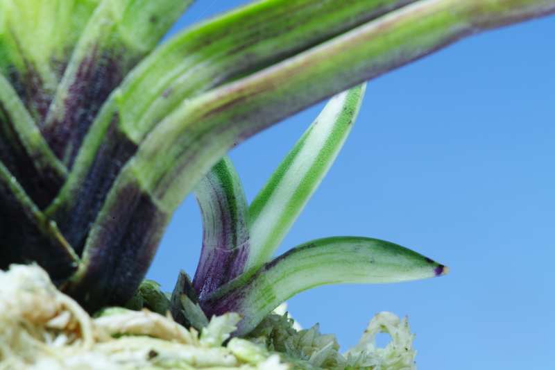 至楽 - 富貴蘭と戯れる日々