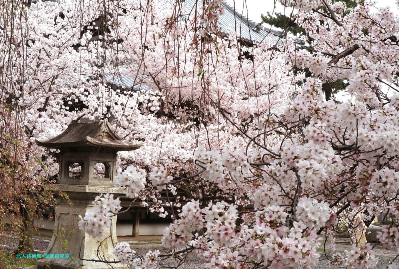 京都幕間旅情】立本寺,上京は桜花の雲海に包まれ三宝尊を奉じる本堂は