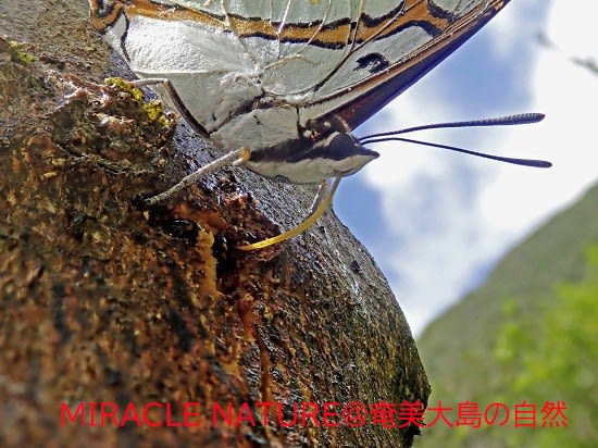 タンカンの樹液に訪れる昆虫：フタオチョウ - MIRACLE NATURE