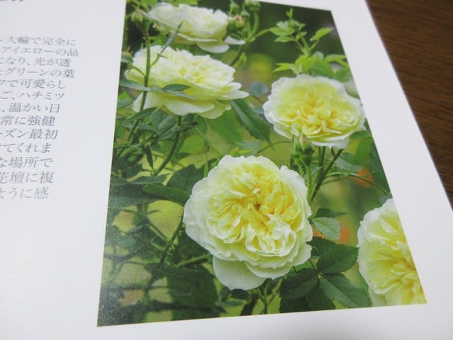 2020-2021年イングリッシュローズ新品種 - 小さな森の薔薇 2020-2021年イングリッシュローズ新品種 - 小さな森の薔薇