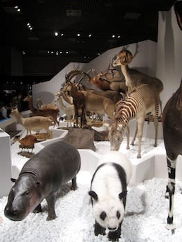 大哺乳類展 - 陸のなかまたち」 国立科学博物館 - はろるど