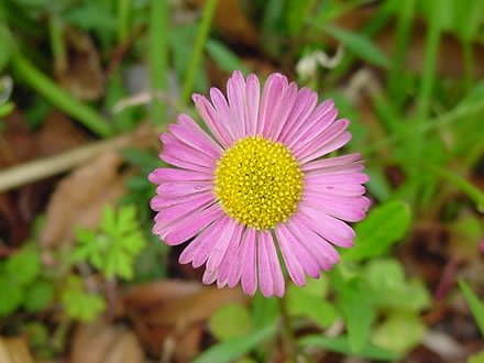 春の菊の仲間たち ｇｏｒｏ ｓ 花 ｄｉａｒｙ