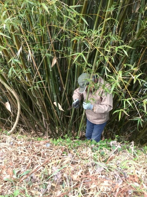 高質で安価 ホウライチク（蓬莱竹） - ケーナ製作「風工房」のブログ 管楽器・吹奏楽器