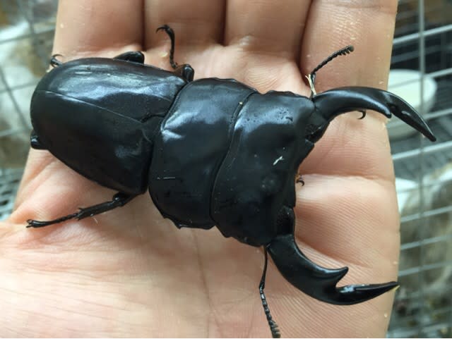 スーパーセール 目玉商品 インドアンタエウス♂野外標本 カルトリック 標本