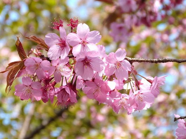 2025/04/19 夜桜満開。今年の夜桜の投稿はこれで出しきります