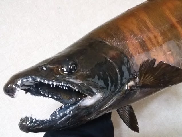 友人作 迫力のアカオニこと「サクラマス」 - 虫さん魚さん 友人作 迫力のアカオニこと「サクラマス」 - 虫さん魚さん