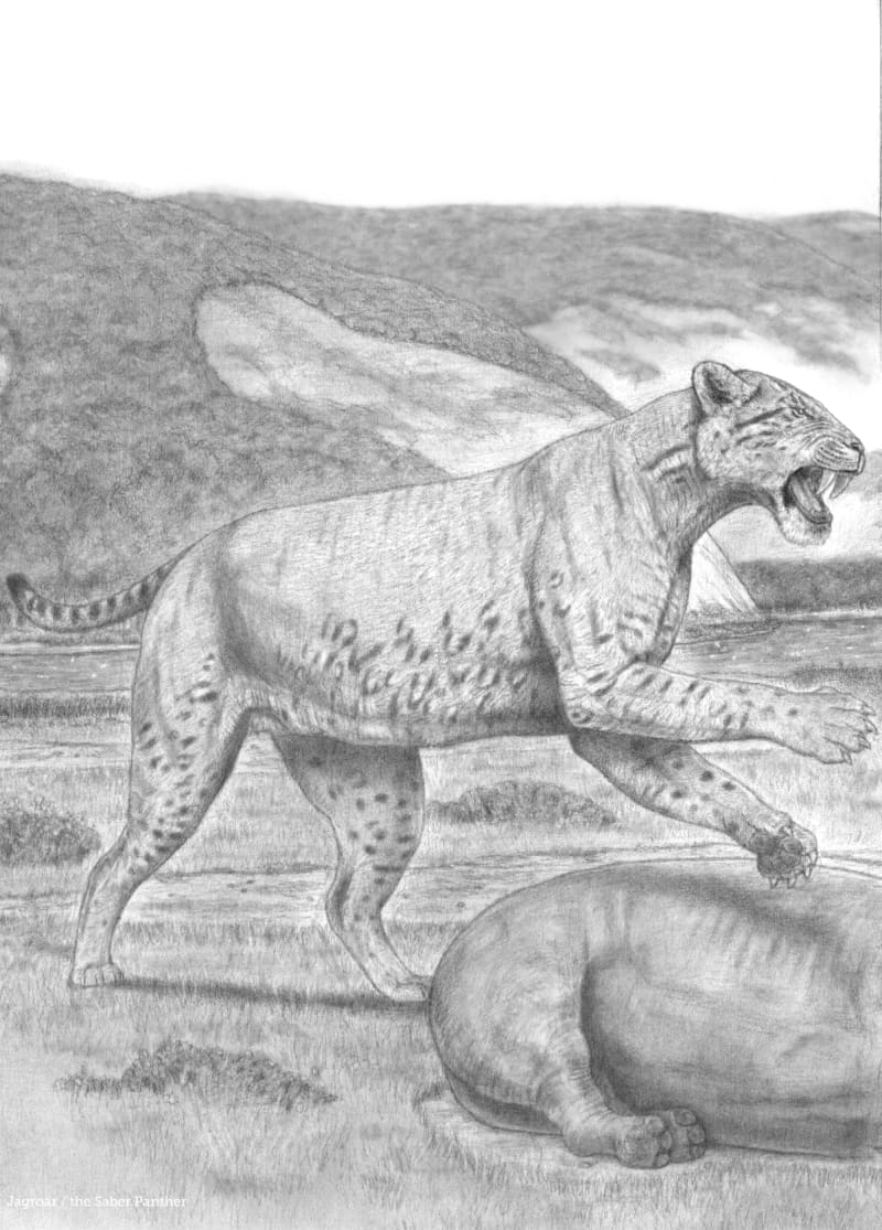 通販 激安 ☆暫定 2022年改正 サイズランク☆ Cats♢ Big ♢大型ネコ科動物 洋書