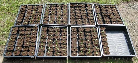 シュンギクの鉢上げと.コレ、何の花？ - ”菜園 穏風(のどか