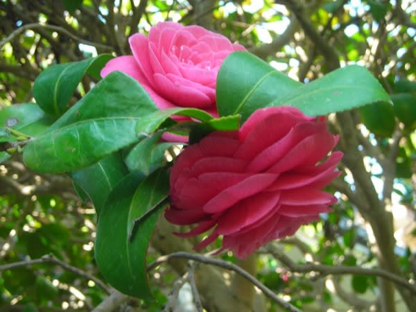 椿は花の少ない時期に咲く、日本古来の花です。 - “ 花 diary ”