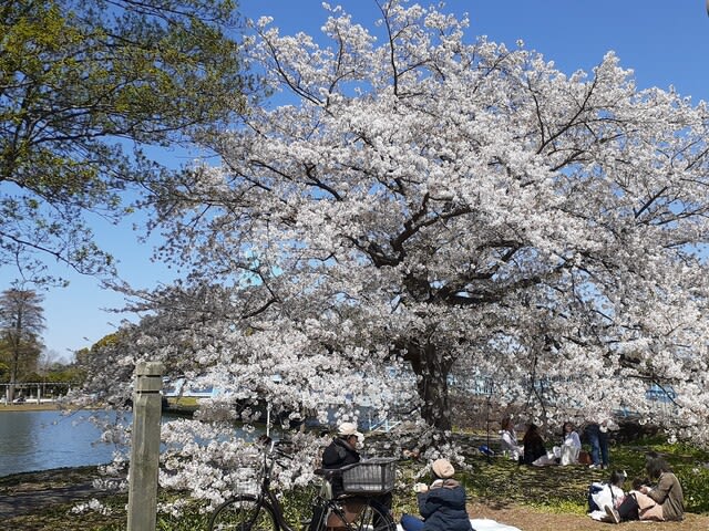 水彩de絵ハガキ 大阪城公園 桜がよぶ - スケッチで会いましょう 3.0