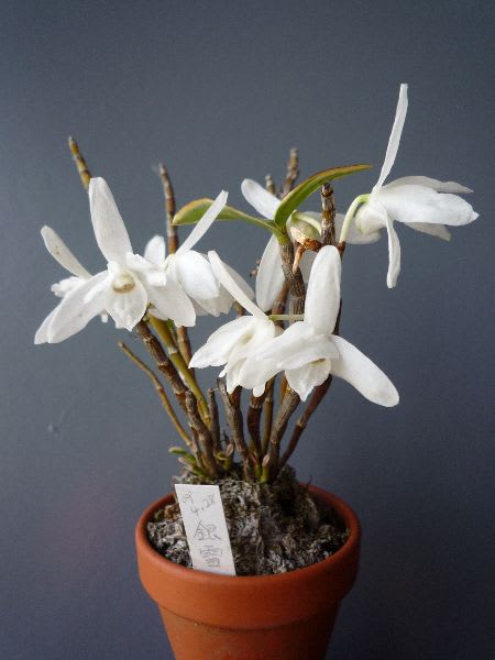 セッコク「銀雪」 - 植物/観葉植物