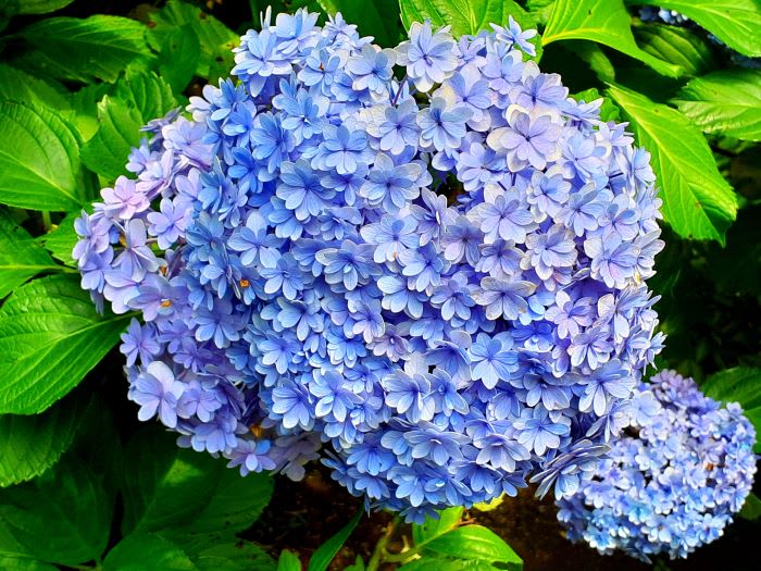紫陽花が輝く季節となりました - 曲がり角の向こうに・・・