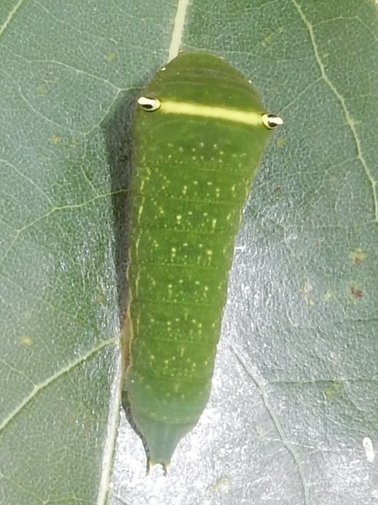 アオスジアゲハ幼虫50匹 | www.reelemin242.com