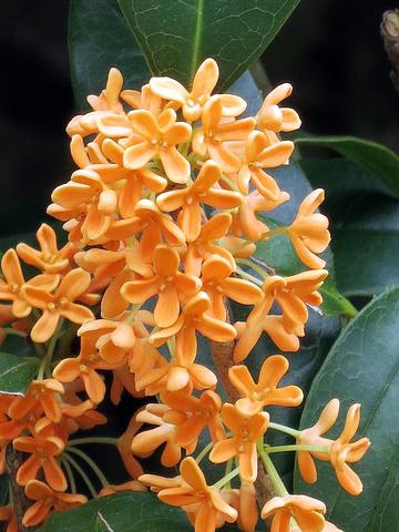 金木犀 銀木犀 - 春夏秋冬 花 mikio