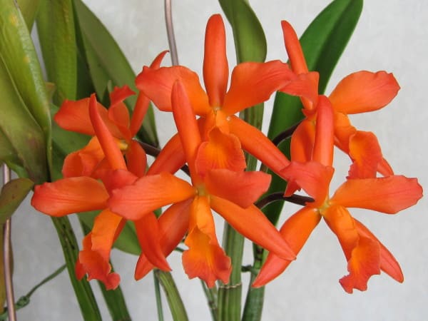 カトレア オレンジナゲット'Orange Queen'（花は終わりました） 生花